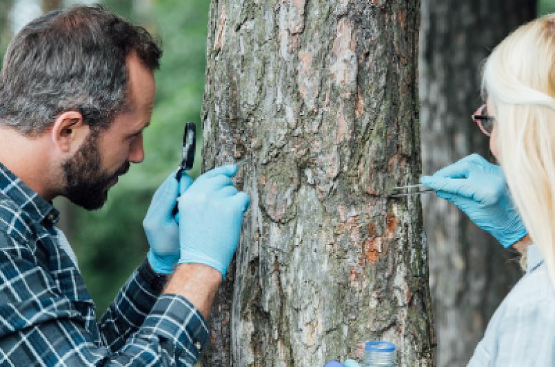 Dendrologu, ratuj drzewo! Gra terenowa w Lesie Sobieskiego