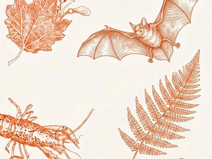 BioBlitz w Parku Kępa Potocka – październik 2026