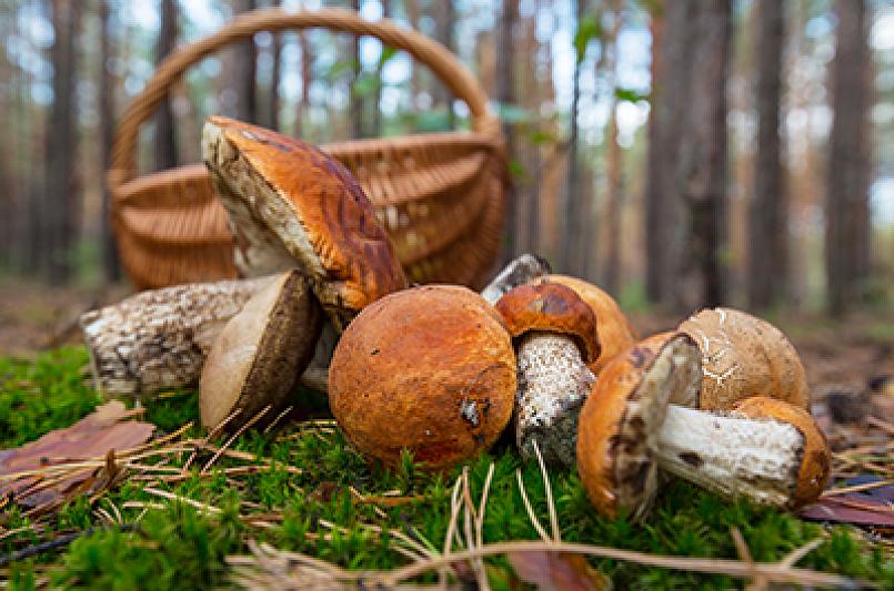 Jesienny marsz po zdrowie - grzybobranie